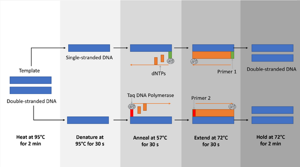 Original PCR Illustration
