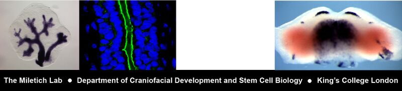 File:Banner website.jpg