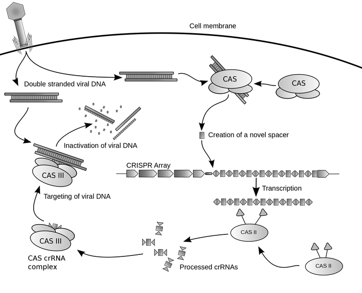 File:CRISPR.png