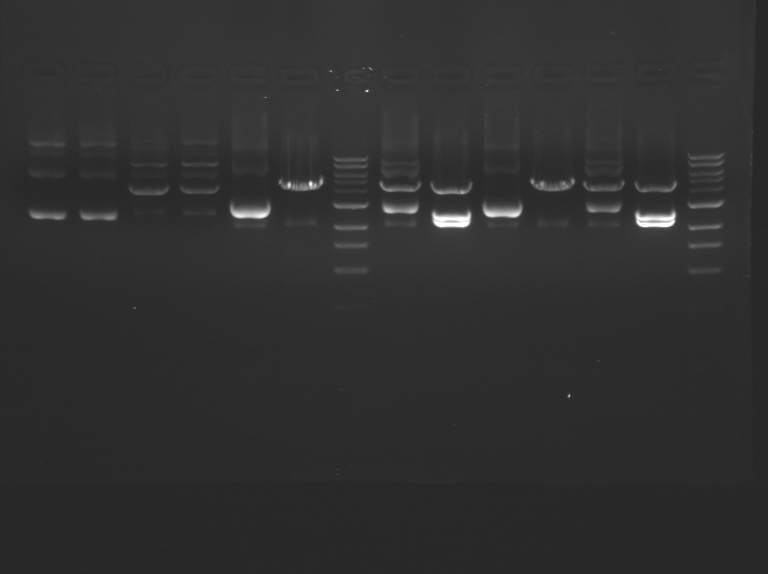 File:Green M1D5 F13.jpeg