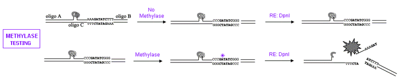 File:II09 methylase1.jpg
