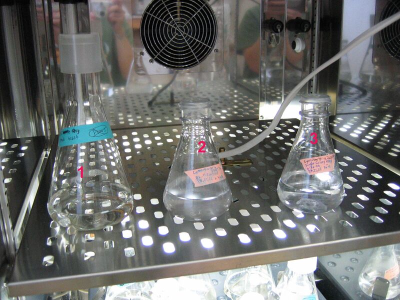 File:Incubator uppershelf 2006-26-6.jpg