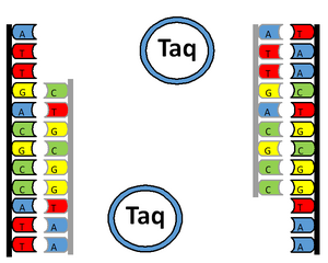 Replicated DNA strands following extension