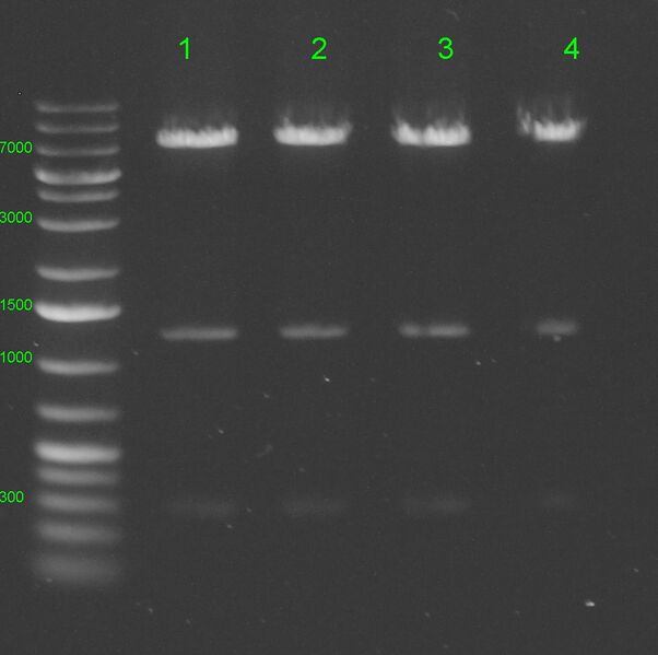 File:KAH032815 gel1.jpg