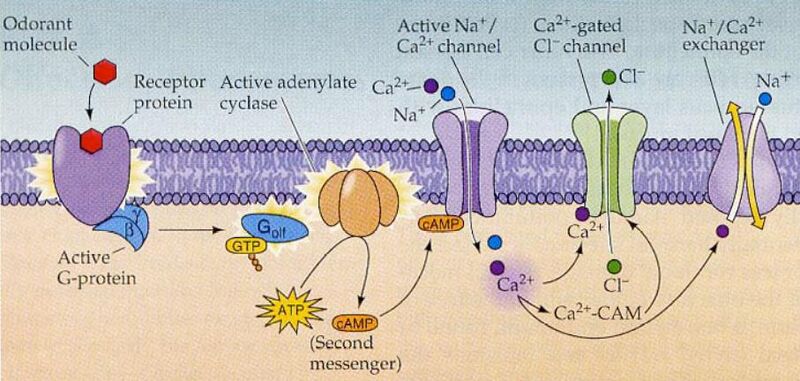 File:Olfaction signal pathway.JPG