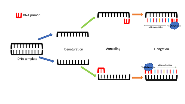Original PCR Illustration