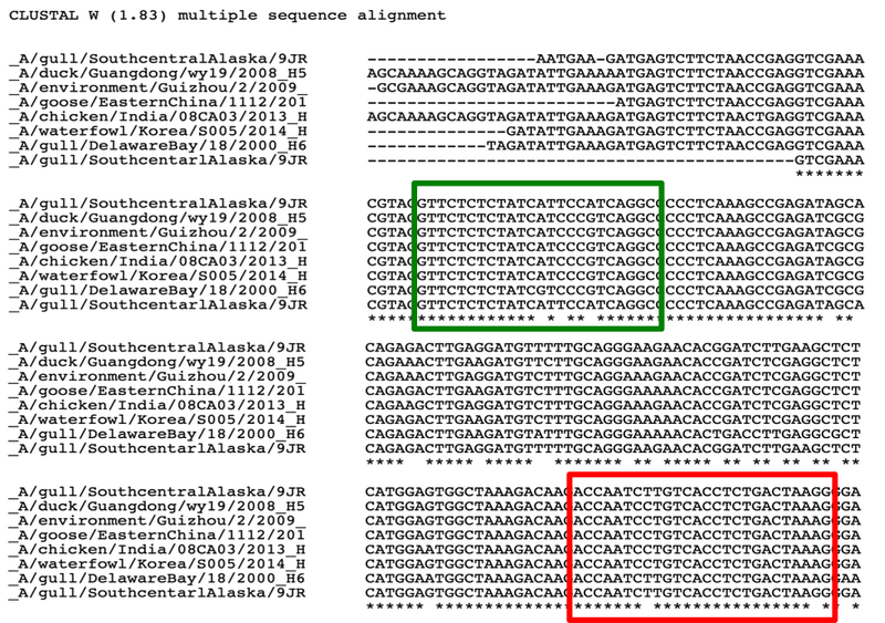 File:S14 M1D4 Yellow-AIV-detection-primers.png
