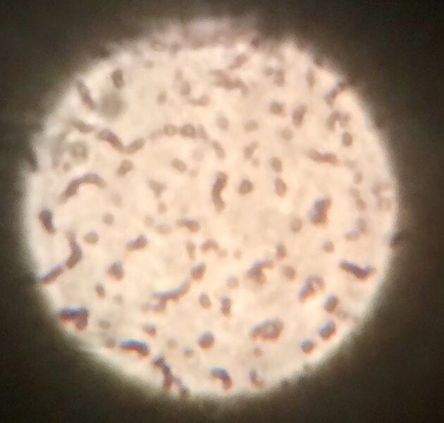 File:Slide2Lab3 jel.jpg