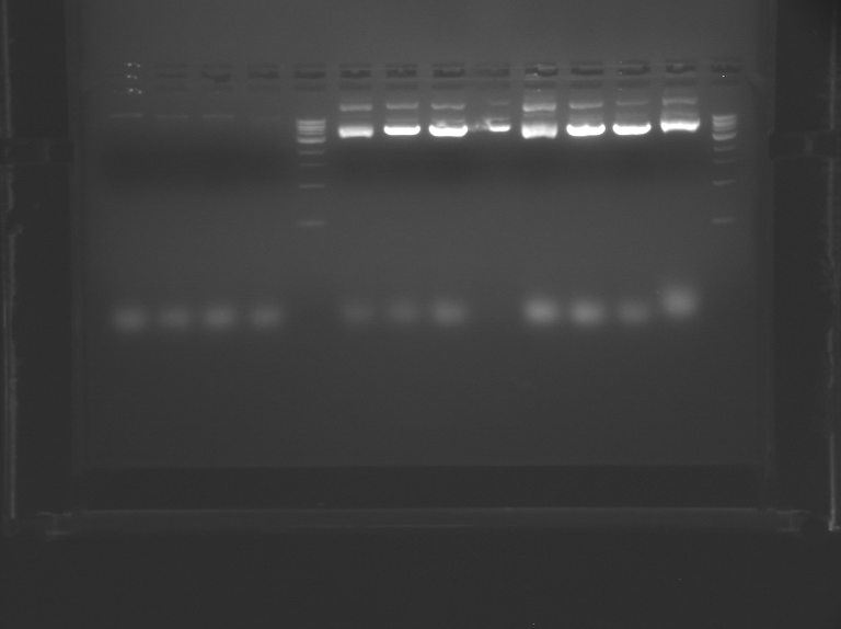 File:Yellow TR Restriction.BMP