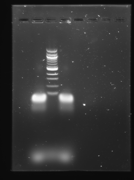 File:100805 DspB Colony PCR.tif