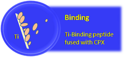 binding: Ti-BP