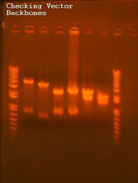 File:Checking Vector Backbones.jpg