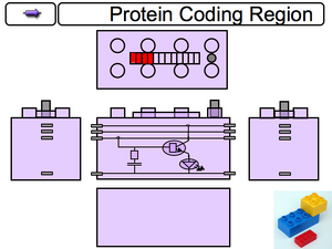 Activated Promoter Component