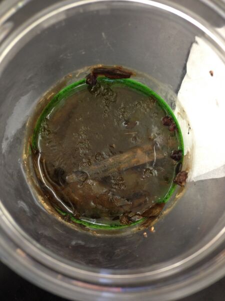 File:IMG HayInfusionfromTop.JPG