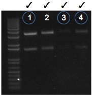 File:KAH 052111 gel1.tif