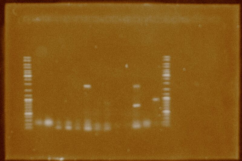 File:PCR 2 Synthesis.JPG