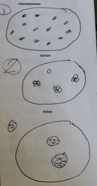 File:Volcine Sketches.JPG