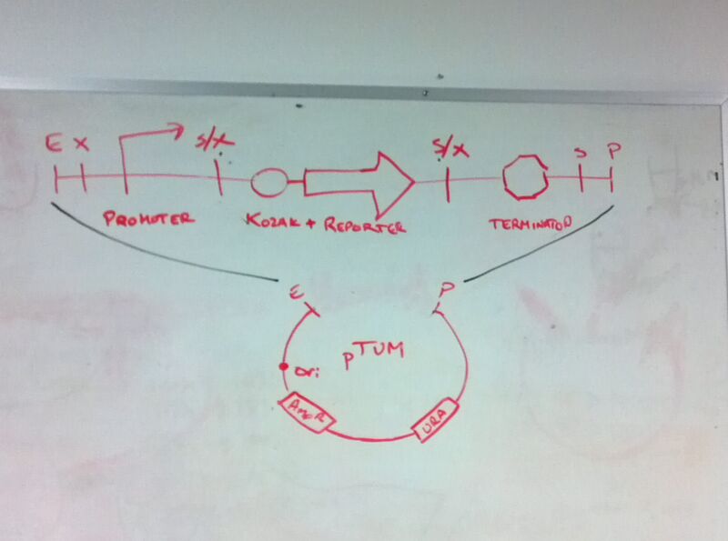 File:BAB2-4 Ligation.jpg