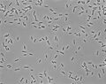 Thumbnail for version as of 14:37, 23 May 2008