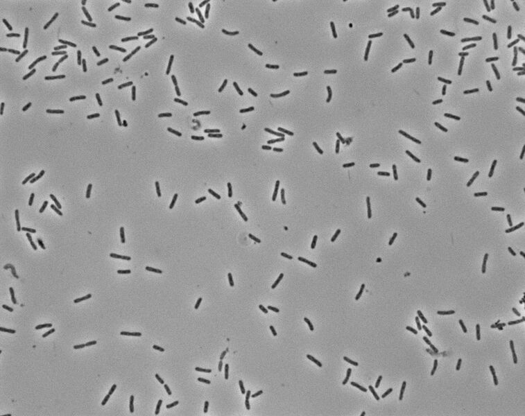 File:Coli.JPG