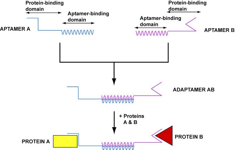File:Harvard2006-adaptamer-creation.jpg