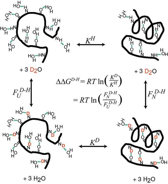 File:Isotope effects.jpg