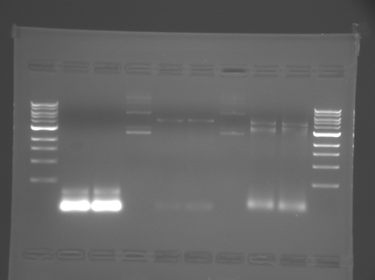 File:S09 M1D3 TR-YelRWFOrg.BMP