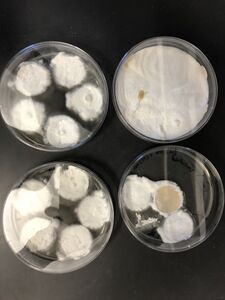 Representative images of co-culture, top view.