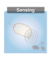 Thumbnail for version as of 14:11, 28 December 2008