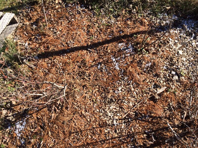 File:Transect5 0365.JPG