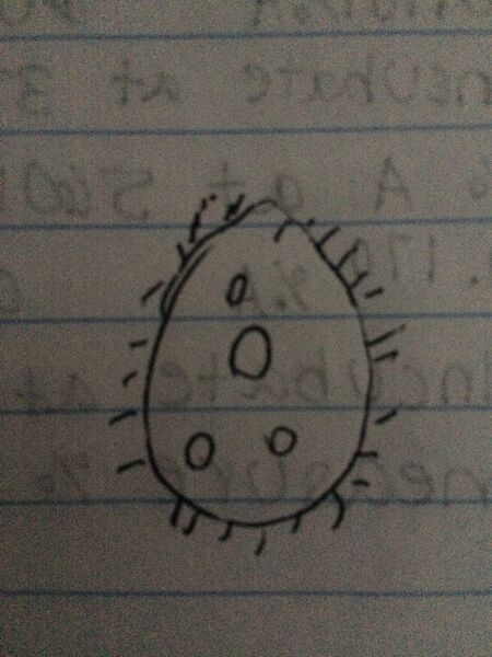 File:1-21 colpidium.jpg