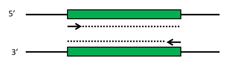 File:20109 PCR-ex no-flap.jpg
