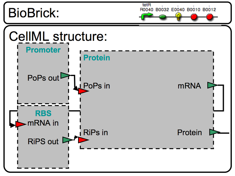 File:BBa I7101 CellML 2.png