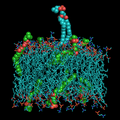 Lipid being extracted from a membrane.