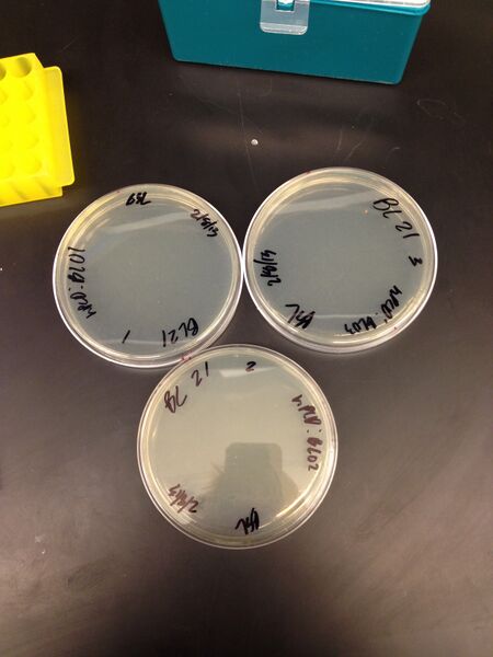 File:Plates 1 8 2013.jpg