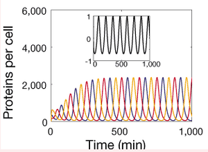 Repressilator Deterministic Simulations