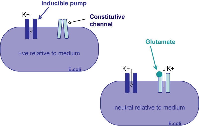 File:Voltage schematic.png