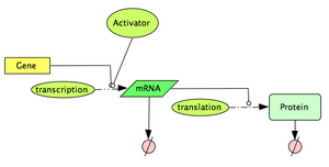 Activated Gene Expression