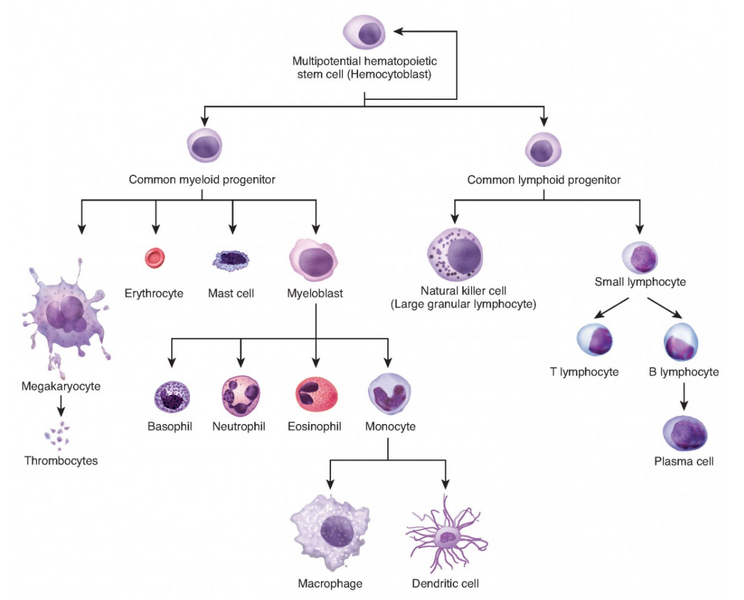 File:John Bovill Immune Rejection.png