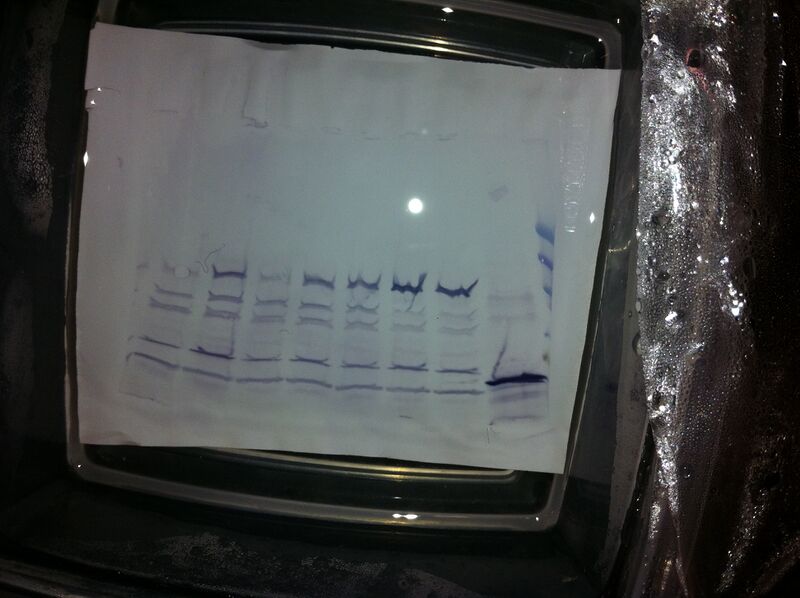 File:Pink 2nd Western.jpg