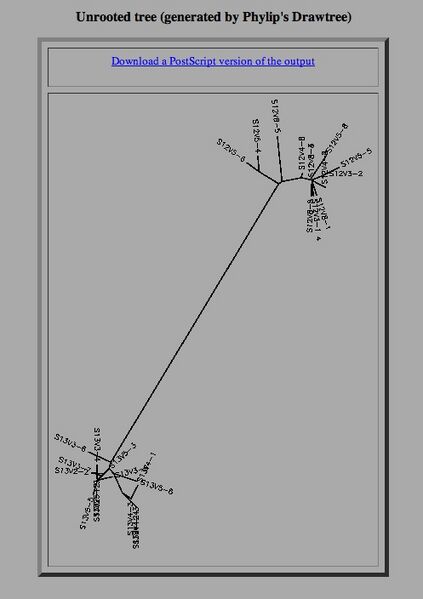 File:Unrooted tree.jpg