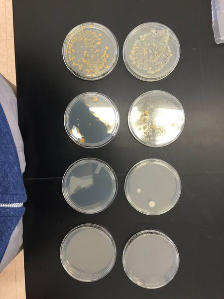 File:10945526 10153034901758186 2083589905515263624 n.jpg