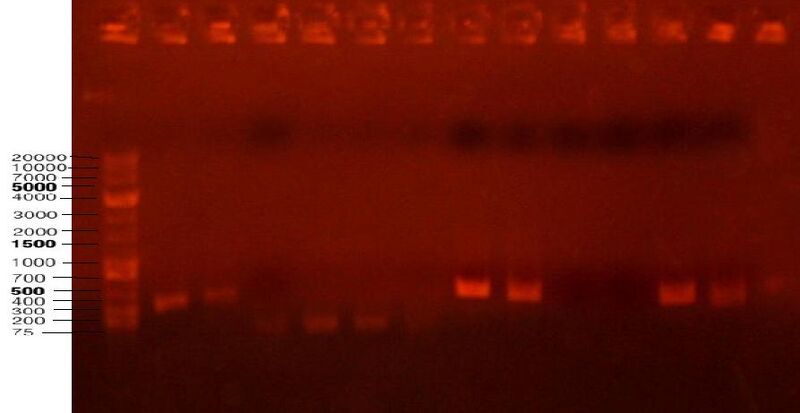 File:Analytical gel 6 22.jpg