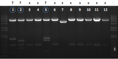 File:KAH 012511 gel1.tif