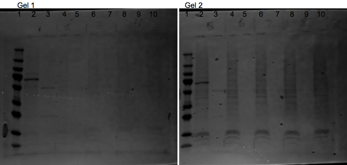 File:KAH 061310 ps1.tif