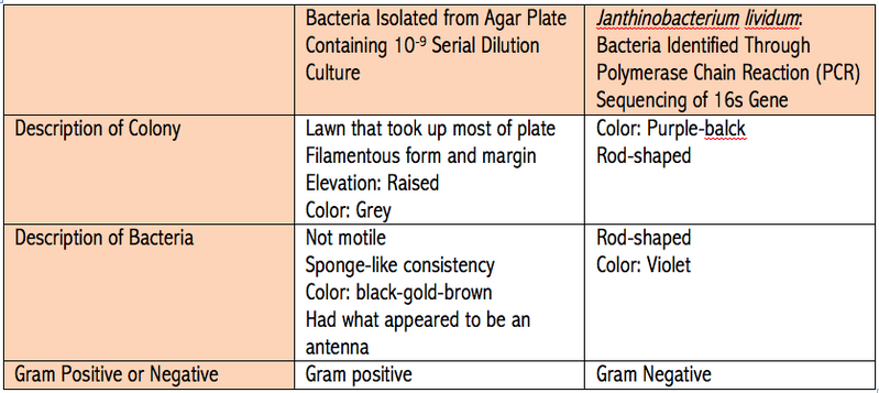 File:Nbonan 2014 07 27 janthinobacterium lividum.png
