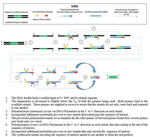 Name:PCR and explanation