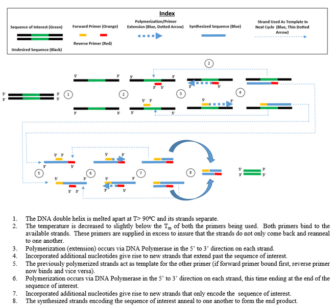 File:PCR explanation.png