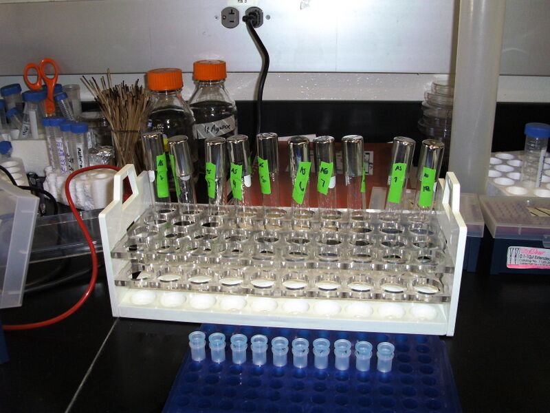 File:Plasmid clones 2-18-09.JPG