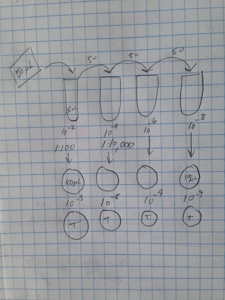 File:Serialdilutions1.JPG